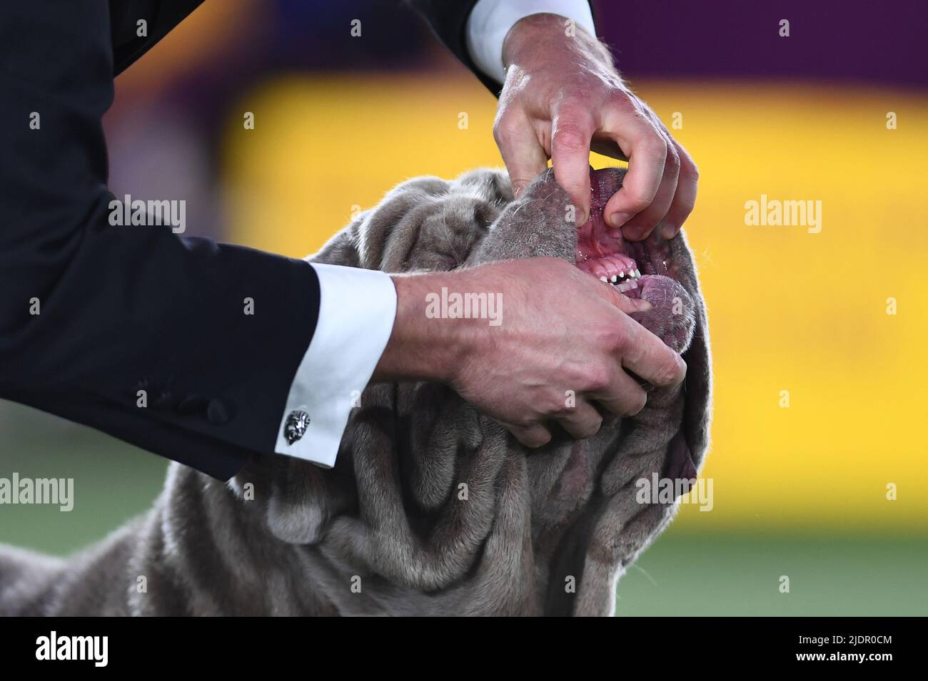 New York, États-Unis. 22nd juin 2022. Un maître montre les dents d'un mastiff napolitain lors du groupe de travail qui a été jugé lors du spectacle canin annuel 146 du Westminster Kennel Club, qui s'est tenu sur le domaine de Lyndhurst à Tarrytown, NY, le 22 juin 2022. (Photo par Anthony Behar/Sipa USA) crédit: SIPA USA/Alay Live News Banque D'Images