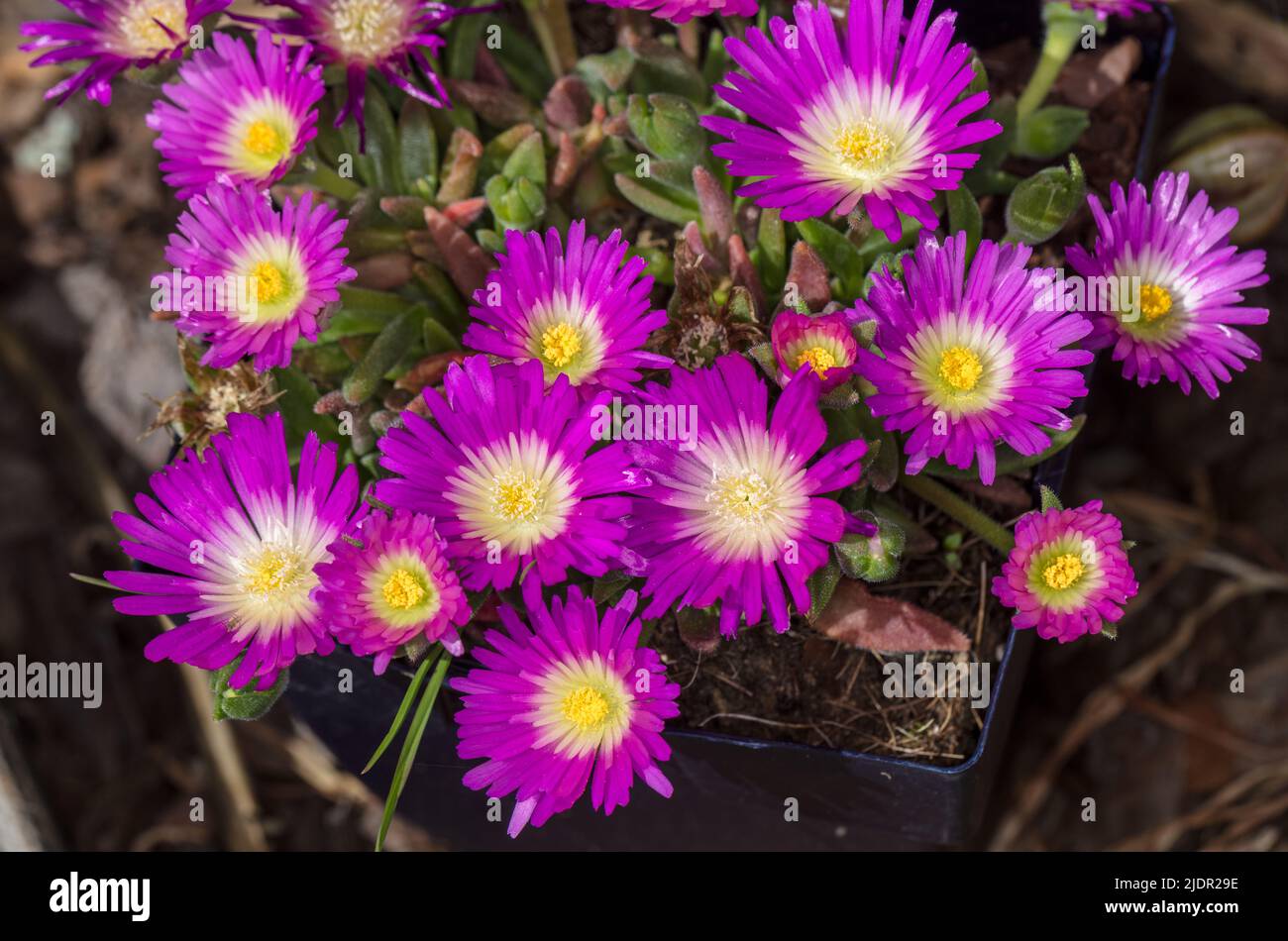 Iceplant de Sutherland, Frövisare (Delosperma sutherlandii) Banque D'Images