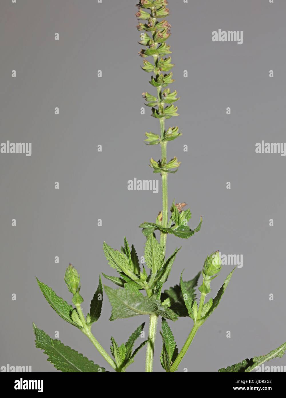 Fleurs aromatiques gros plan botanique de haute qualité grands tirages de la famille des lamiaceae de salvia pratensis Banque D'Images