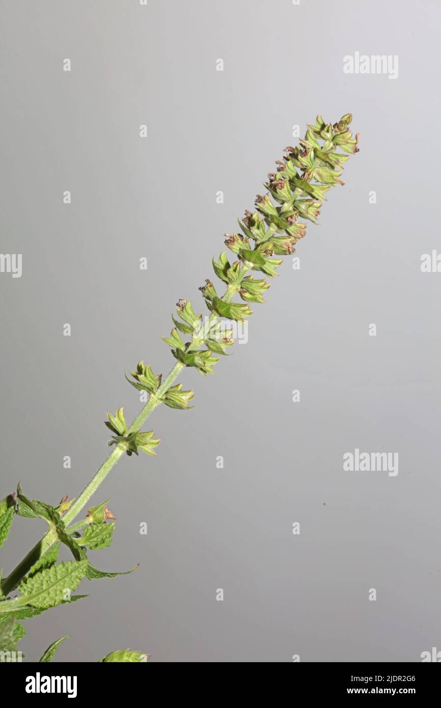 Fleurs aromatiques gros plan botanique de haute qualité grands tirages de la famille des lamiaceae de salvia pratensis Banque D'Images