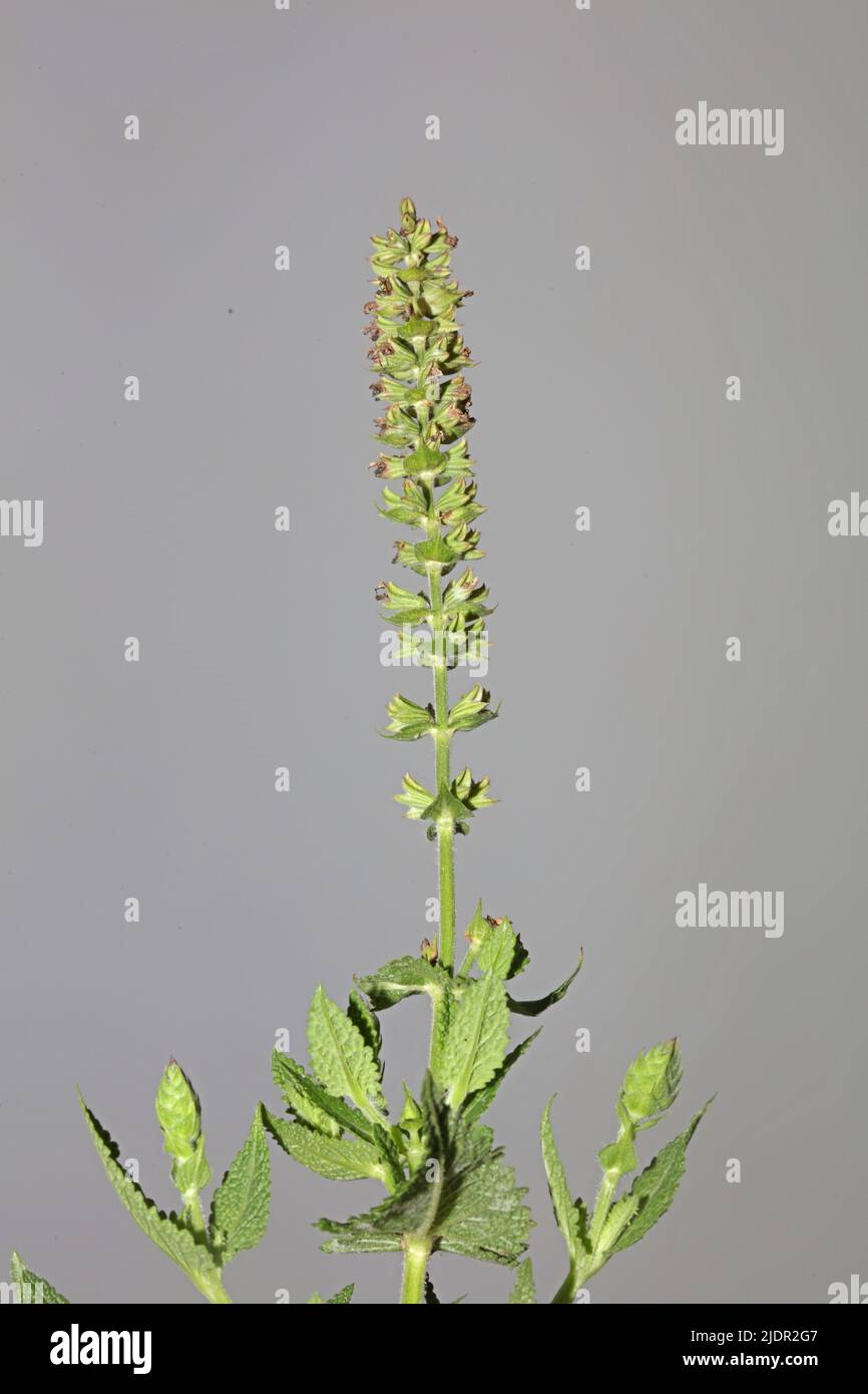 Fleurs aromatiques gros plan botanique de haute qualité grands tirages de la famille des lamiaceae de salvia pratensis Banque D'Images