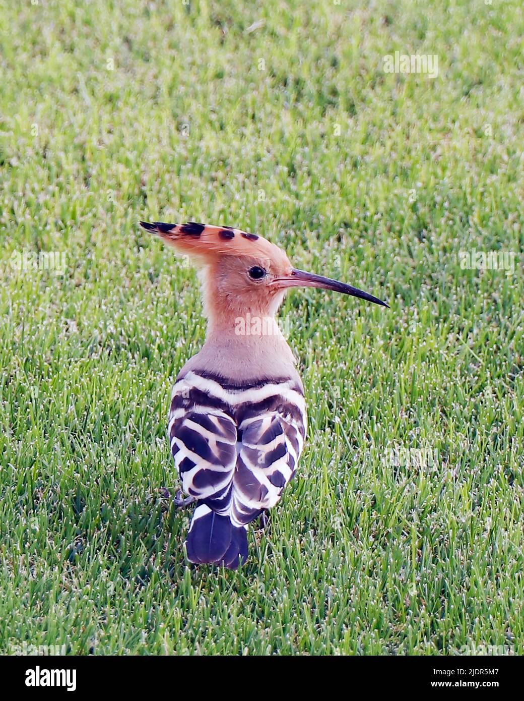 Les hoopes sont des oiseaux colorés que l'on retrouve en Afrique, en Asie et en Europe, remarquables pour leur « couronne » de plumes. Banque D'Images