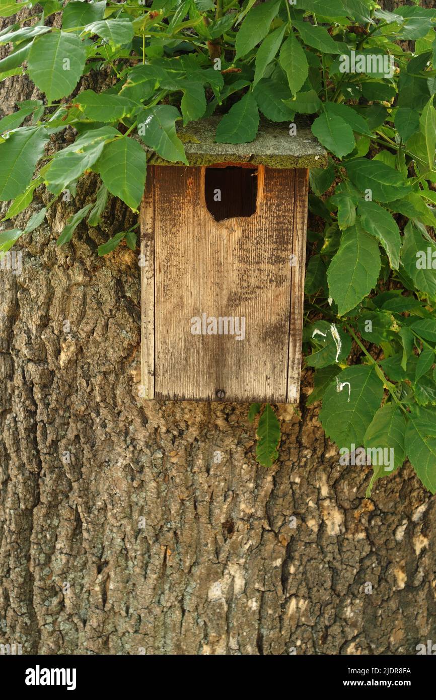 Un hôtel d'insectes, également connu sous le nom d'hôtel d'insectes ou de maison d'insectes, est une structure fabriquée par l'homme et créée pour fournir un abri aux insectes et préserver la biodiversité Banque D'Images