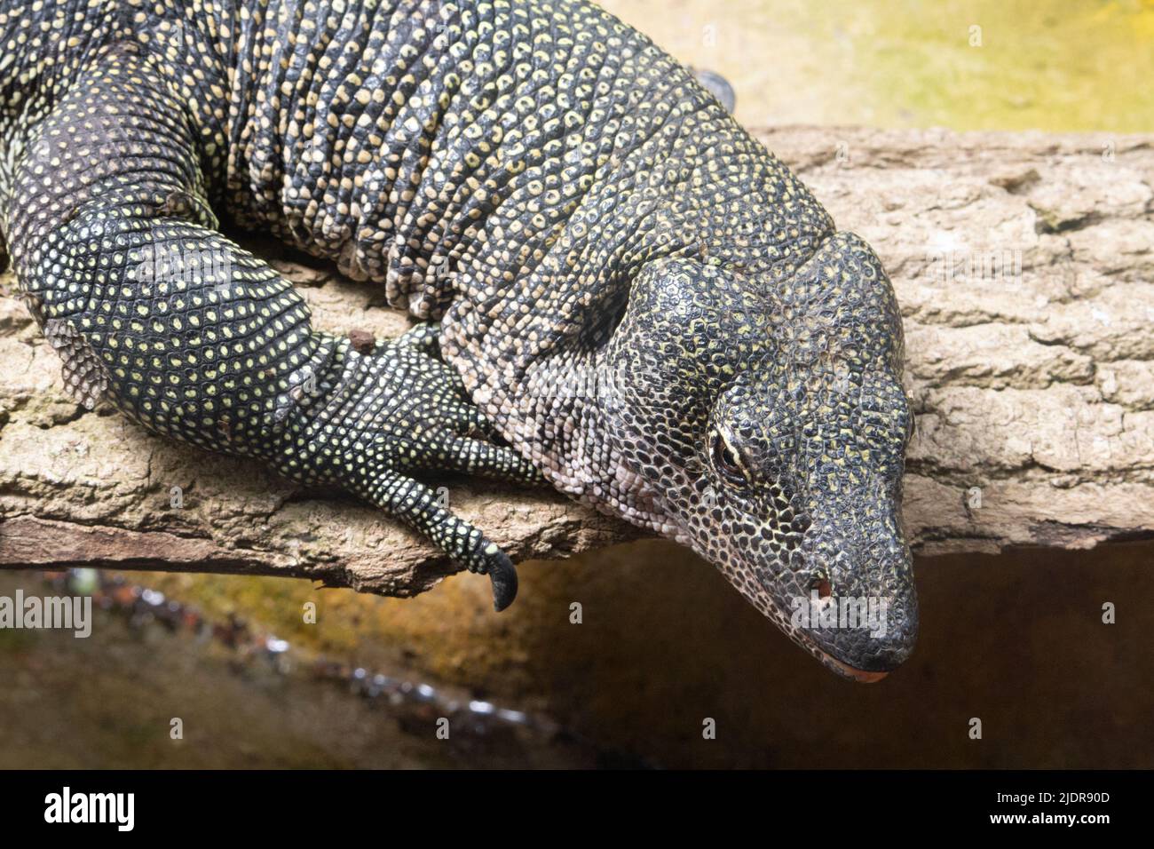 Un seul lézard de surveillance de mangrove (Varanus indicus) reposant sur une roche au bord de l'eau Banque D'Images