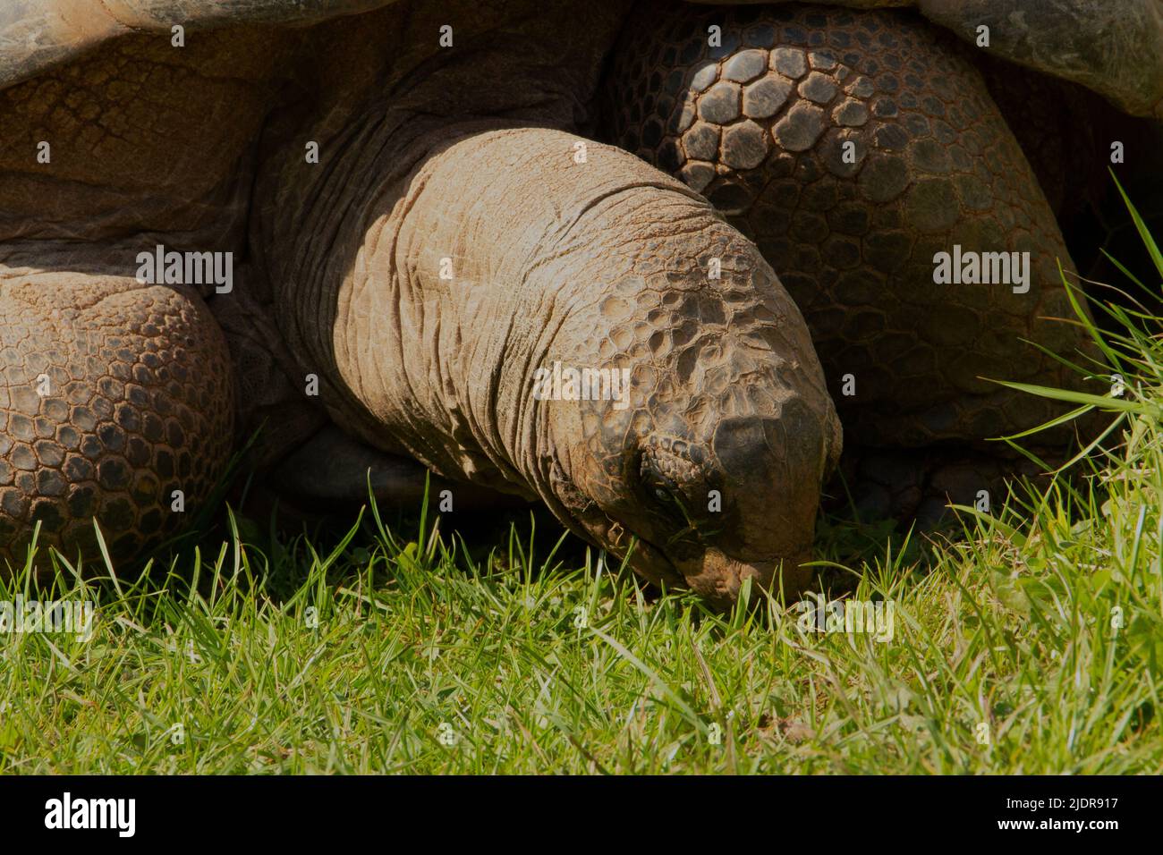 Tortue géante Aldabra (Aldabchelys gigantea) Gros plan d'une tortue géante Aldabra au soleil manger de l'herbe Banque D'Images