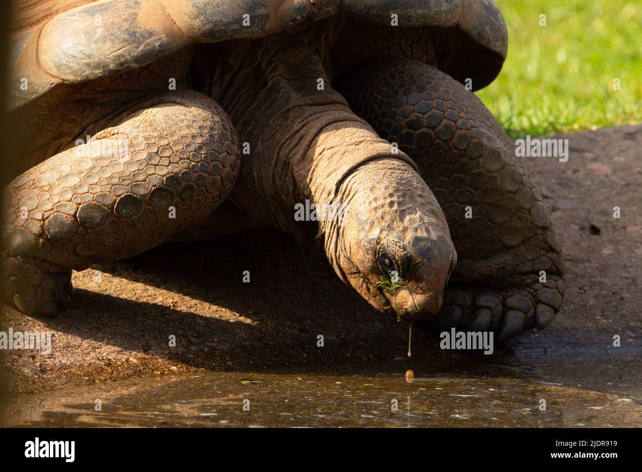 Tortue géante Aldabra (Aldabchelys gigantea) Gros plan d'une tortue géante Aldabra au soleil avec de l'eau qui s'écoule Banque D'Images