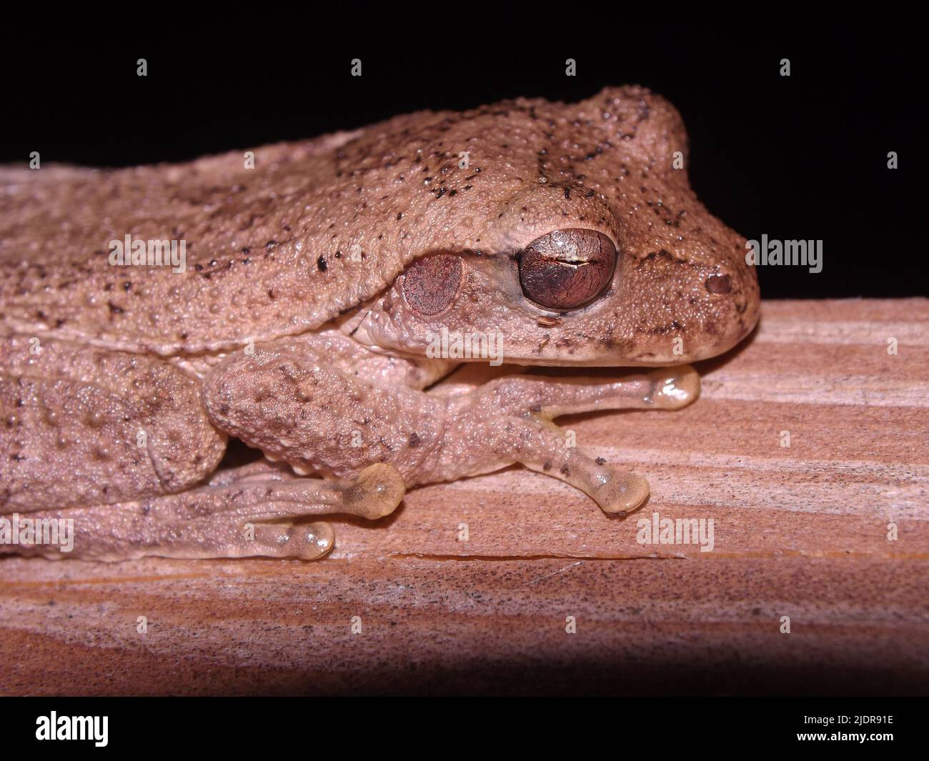 Gros plan de la tête d'un camouflage mexicain Treefrog (Smilisca baudinii) et reposant sur un morceau de bois brun Banque D'Images