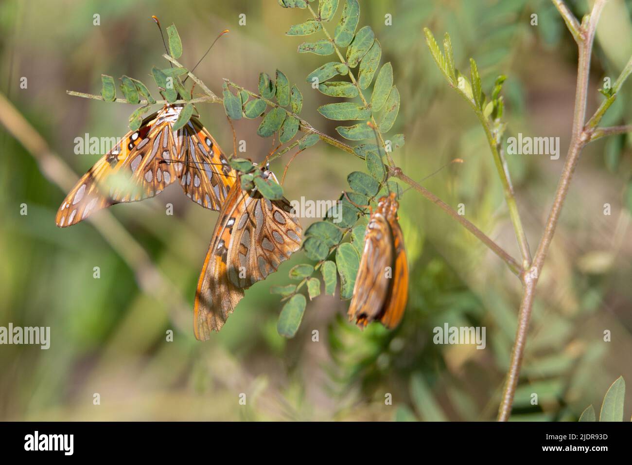 Fritlare du Golfe (Agraulis vanillae) trois friverie du golfe sur une feuille dans un bush avec un fond vert naturel Banque D'Images