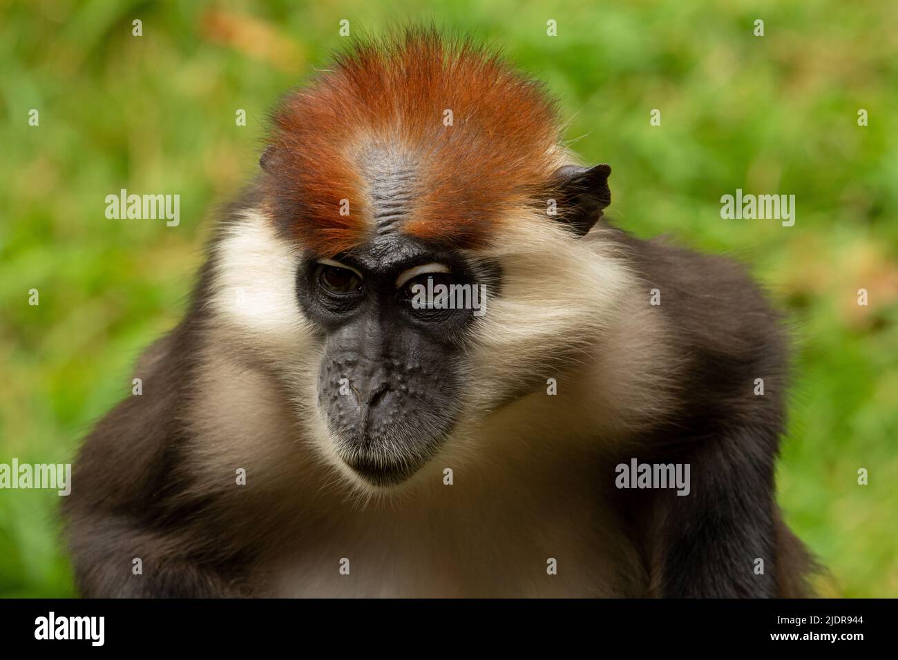 Tête et épaules d'un mangabey adulte couronné de cerisier (Cercocebus torquatus) avec de l'herbe verte en arrière-plan Banque D'Images