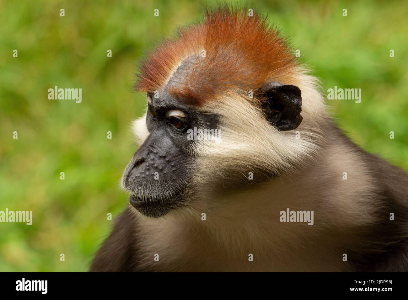 Profil d'un mangabey adulte couronné de cerisier (Cercocebus torquatus) avec de l'herbe verte en arrière-plan Banque D'Images