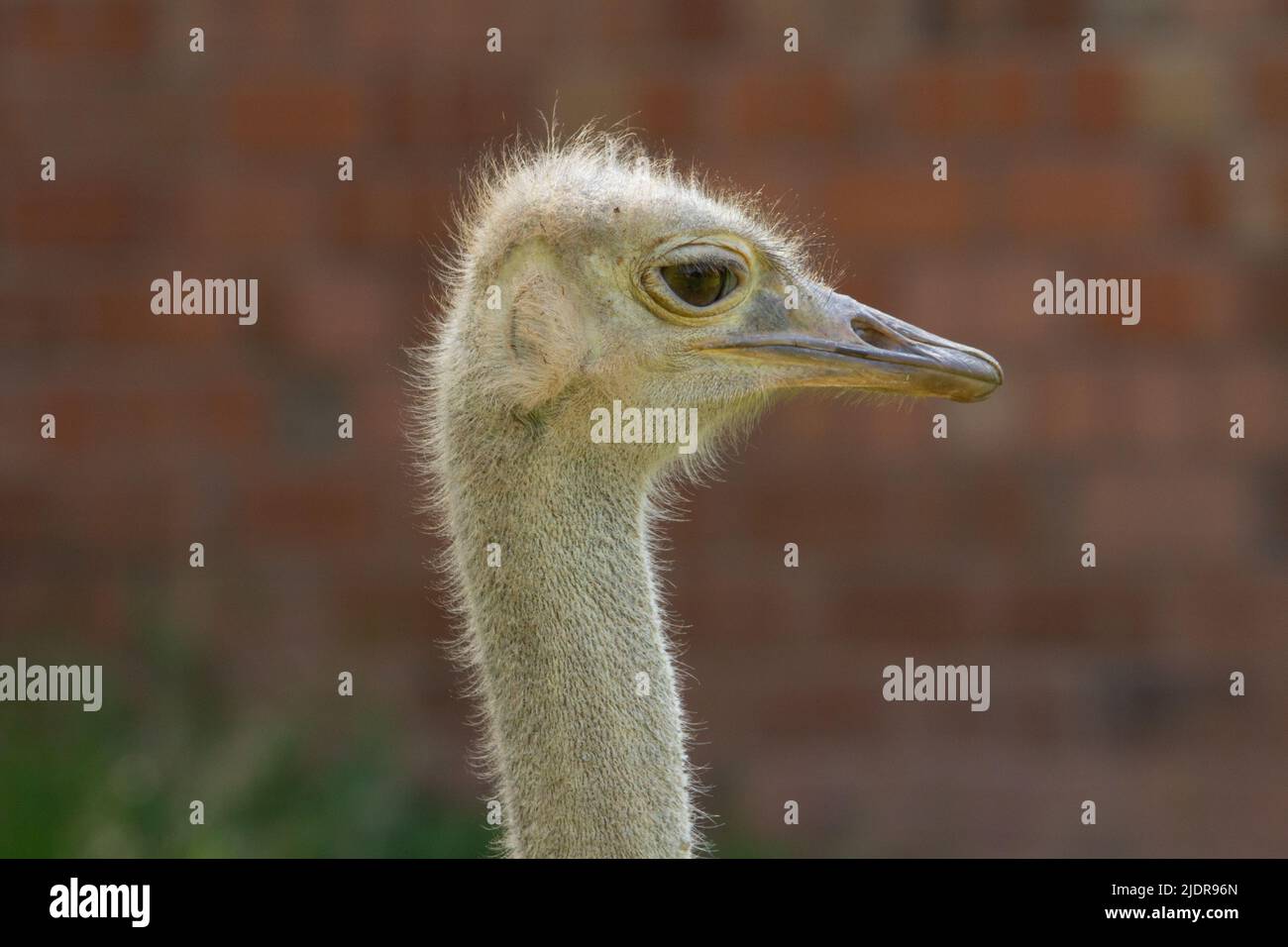 Autruche à col rouge (Struthio camelus camelus) Un seul Ostrich adulte à col rouge avec un rouge naturel arrière-plan Banque D'Images