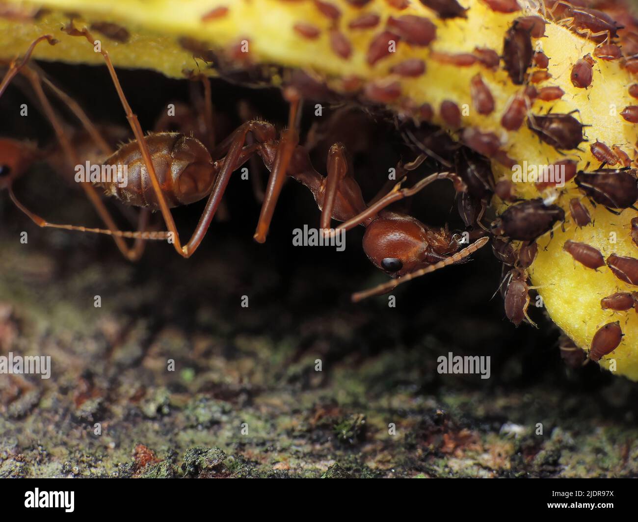 gros plan des fourmis de tisserand qui cultivent la colonie et la récolte des pucerons. Banque D'Images