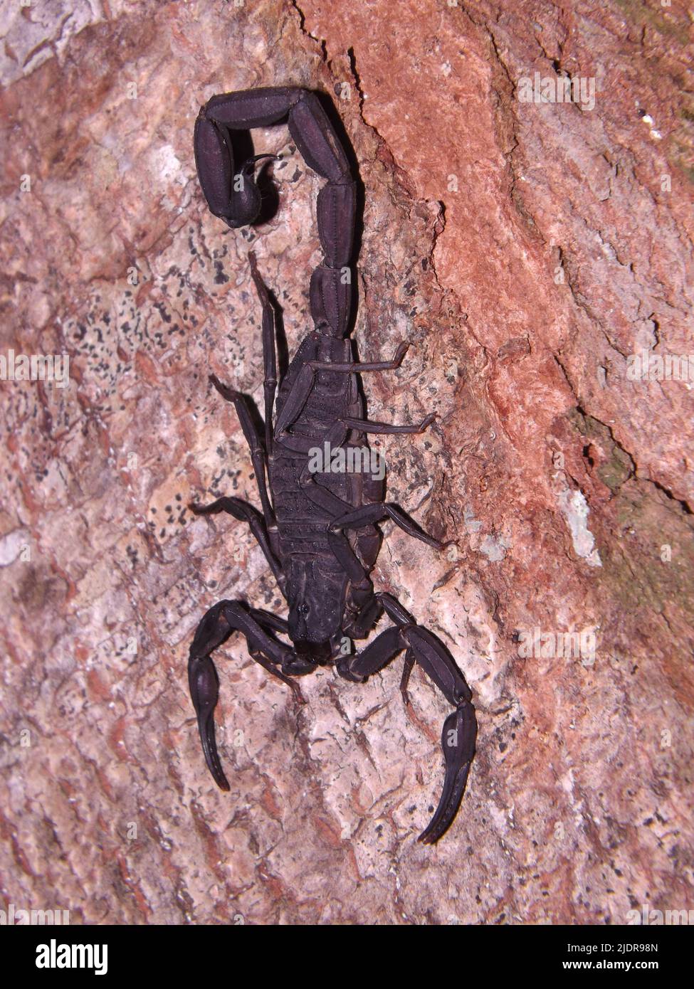 Arachnide prédatrice de Scorpion (ordre des Scorpiones) des jungles du Belize, en Amérique centrale, isolée sur un fond naturel Banque D'Images