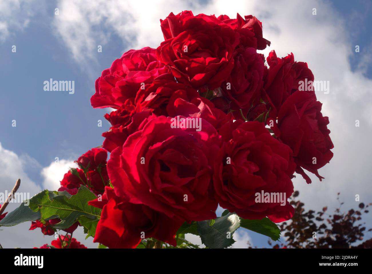 Roses rouges sur fond de ciel bleu Banque D'Images