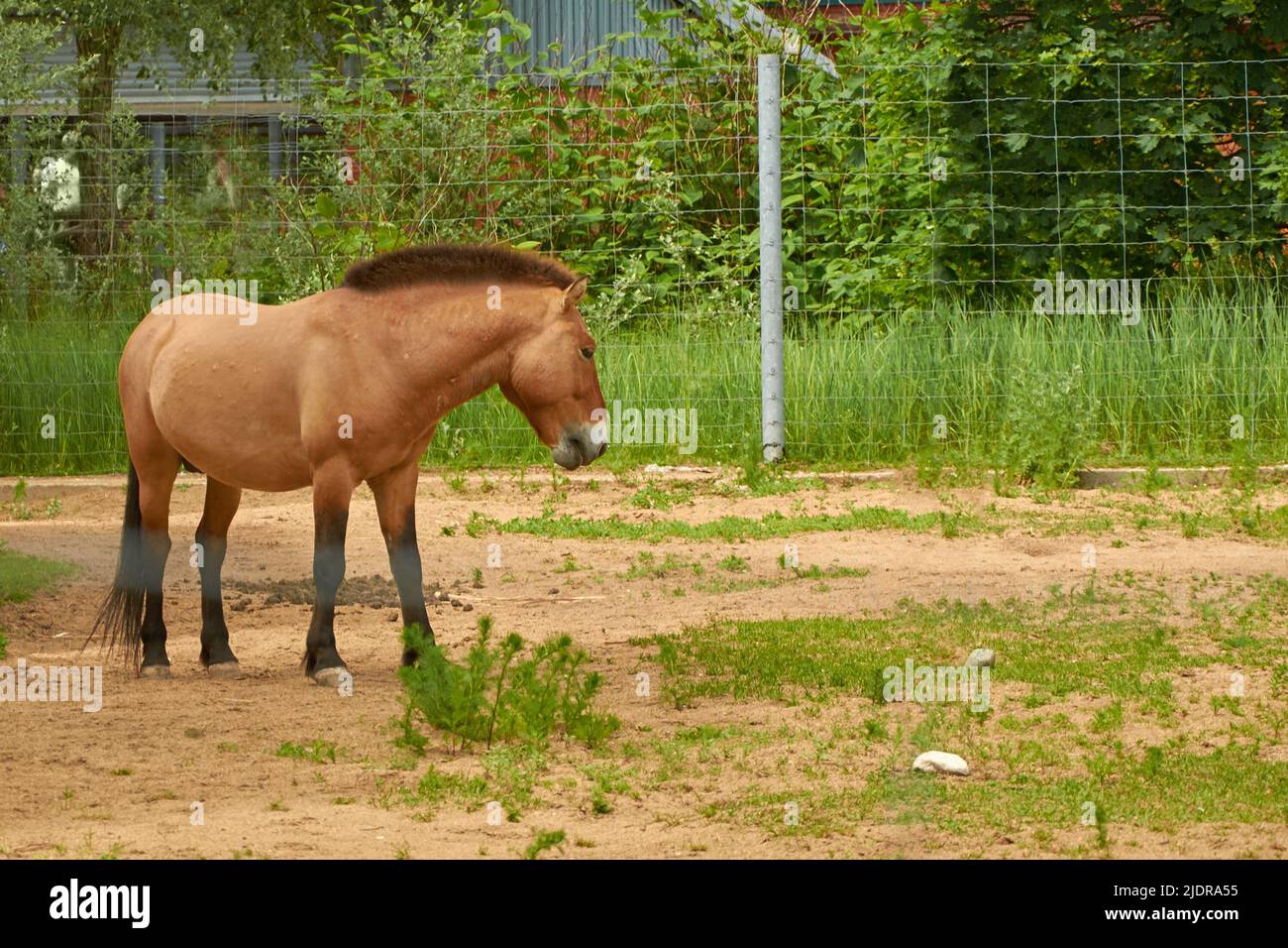 Equus ferus przewalskii. Le cheval sauvage de Przewalski dans la volière Banque D'Images