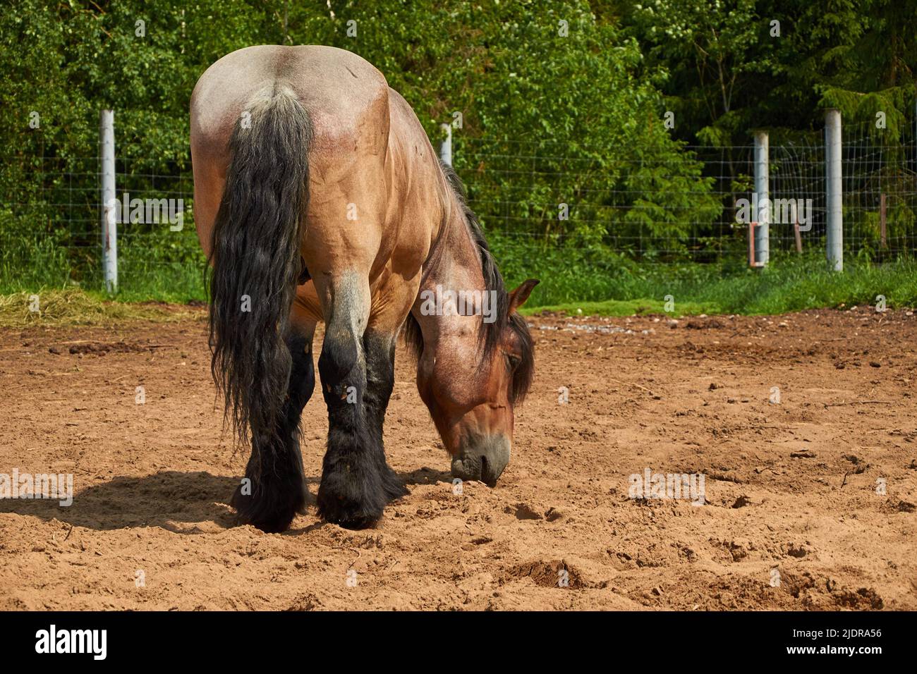 Brabanson, un cheval lourd belge. Portrait complet d'un cheval Banque D'Images