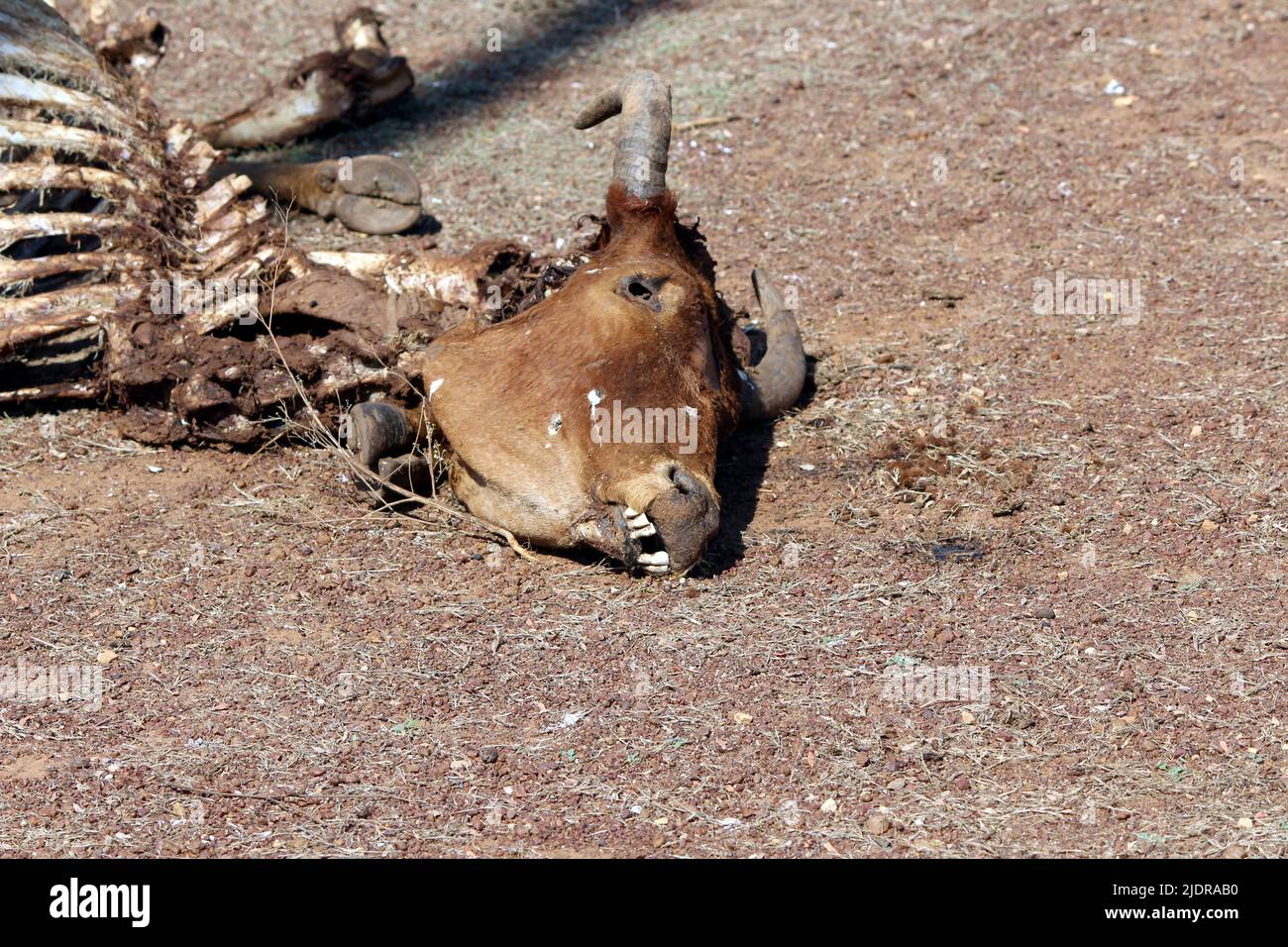 la vache animale morte skelton loi sur la route Banque D'Images