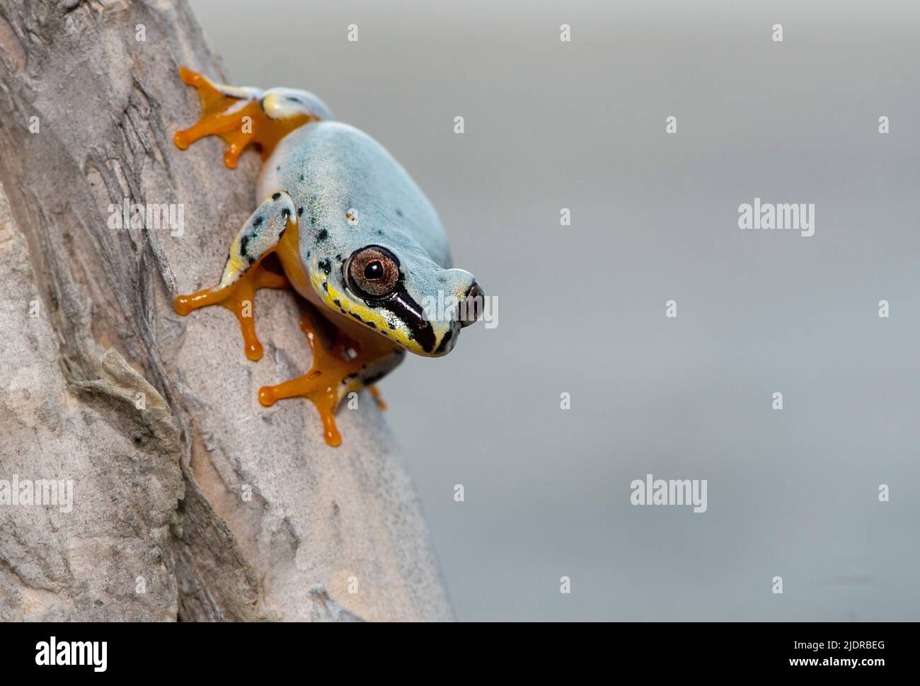 Grenouille à dos bleu (Heterixalus madagascariensis) de Palerium, dans l'est de Madagascar. Banque D'Images