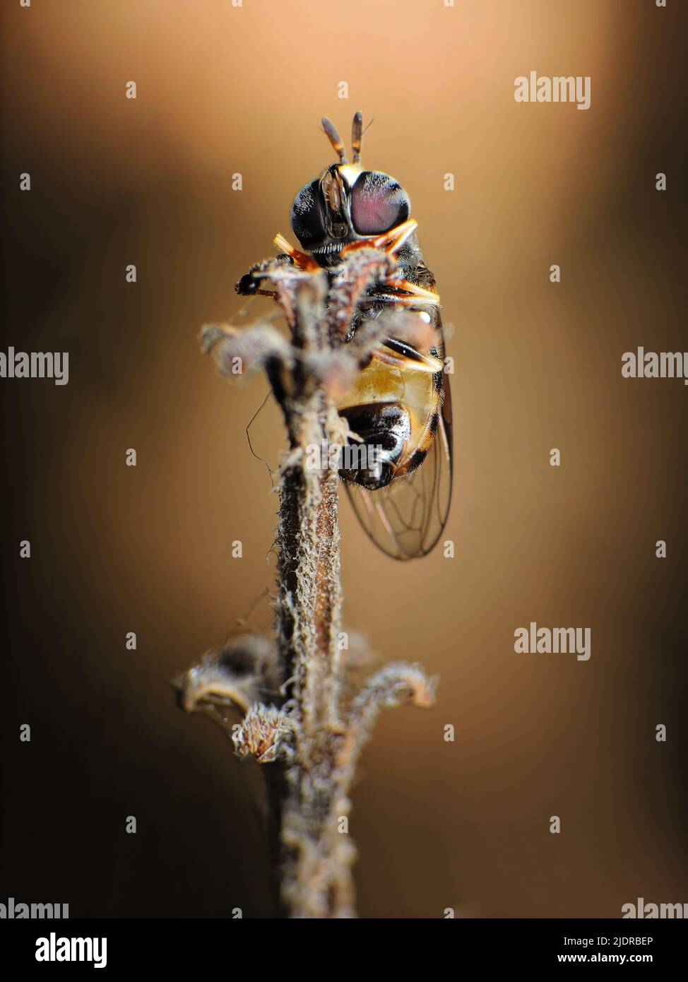 gros plan sur la faune et la flore des insectes autour du jardin Banque D'Images