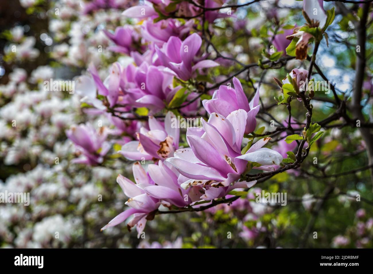 Magnolia soulangeana 'Rustica Rubra' fleurit au printemps, plante dans la famille des Magnoliaceae. Banque D'Images