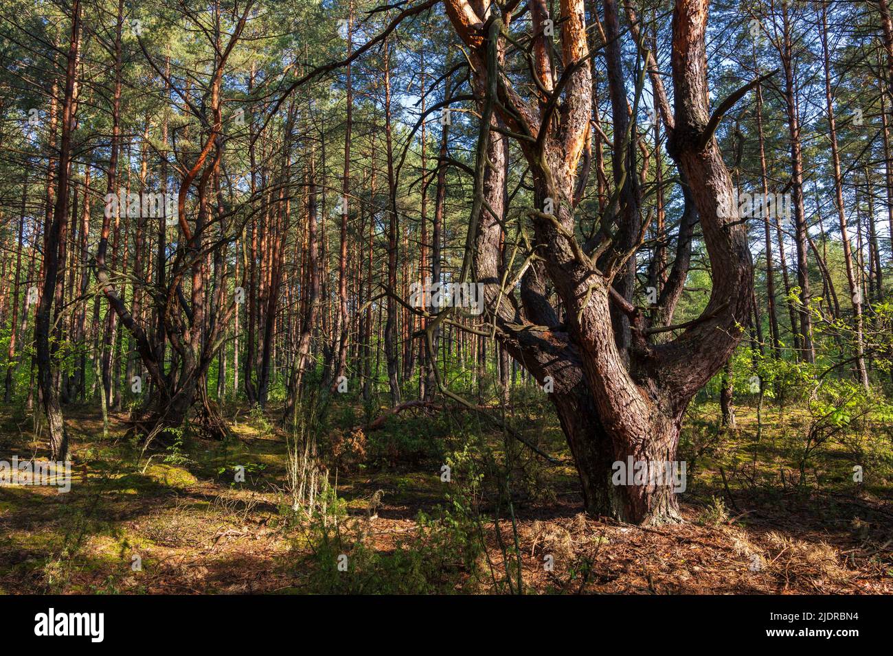 Pins crochetés dans la forêt de Kampinos au printemps, parc national de Kampinoski près de Varsovie, région de Masovia, Pologne. Banque D'Images