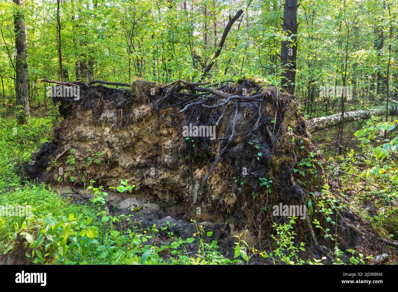 Fond exposé d'un bouleau tombé avec racines et sol sablonneux dans la forêt de Kampinos, parc national de Kampinoski, Pologne. Banque D'Images