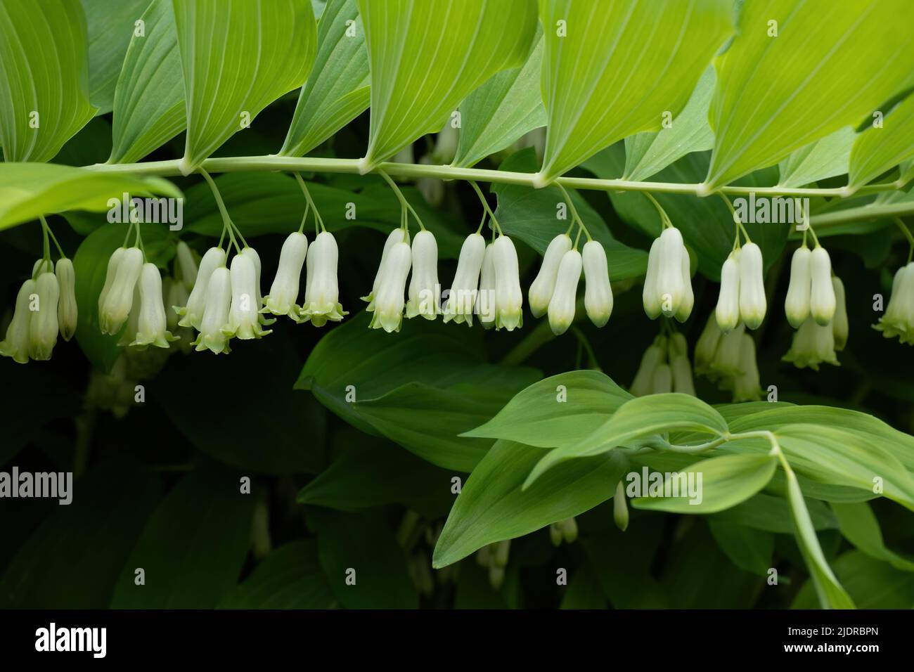Polygonatum giganteum fleurs blanches, phoque Solomon géant (Polygonatum canaliculatum, P. biflorum), plante herbacée vivace avec fleurs blanches dans le Banque D'Images