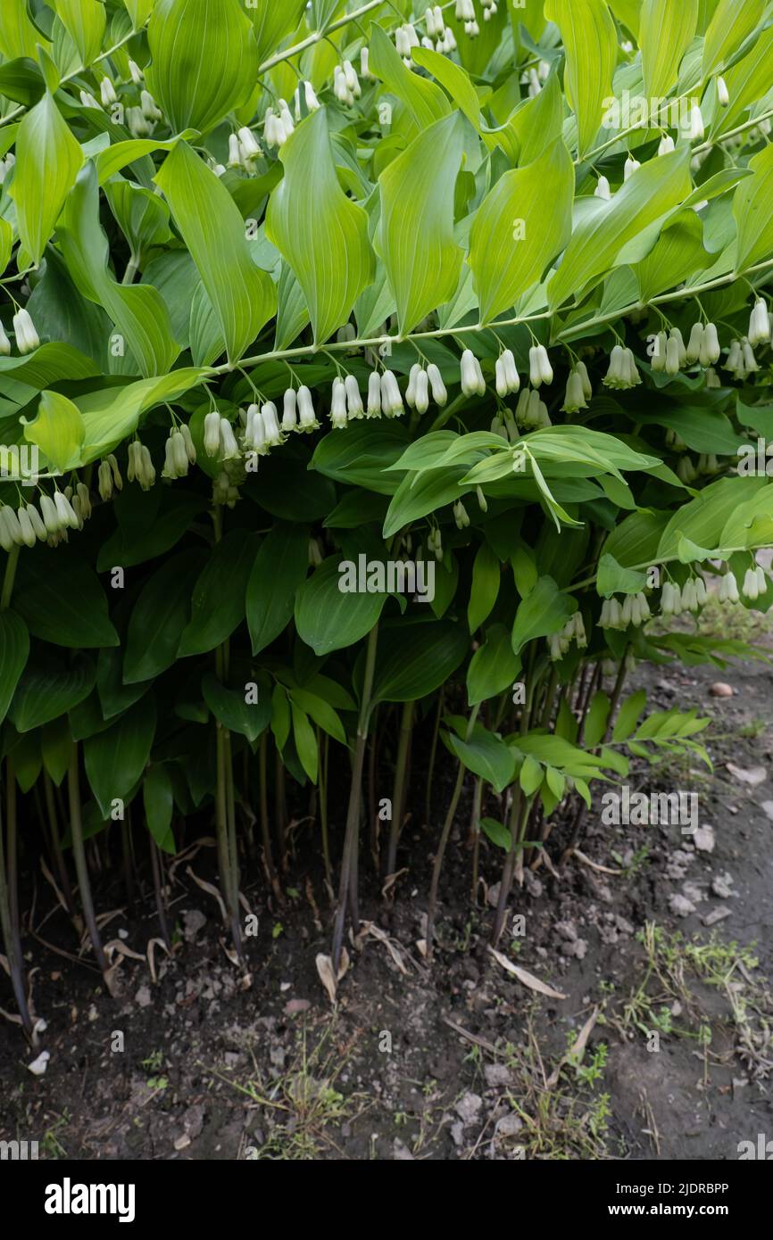 Polygonatum giganteum, phoque Solomon géant (Polygonatum canaliculatum, P. biflorum) plante herbacée vivace de la famille Asparag Banque D'Images