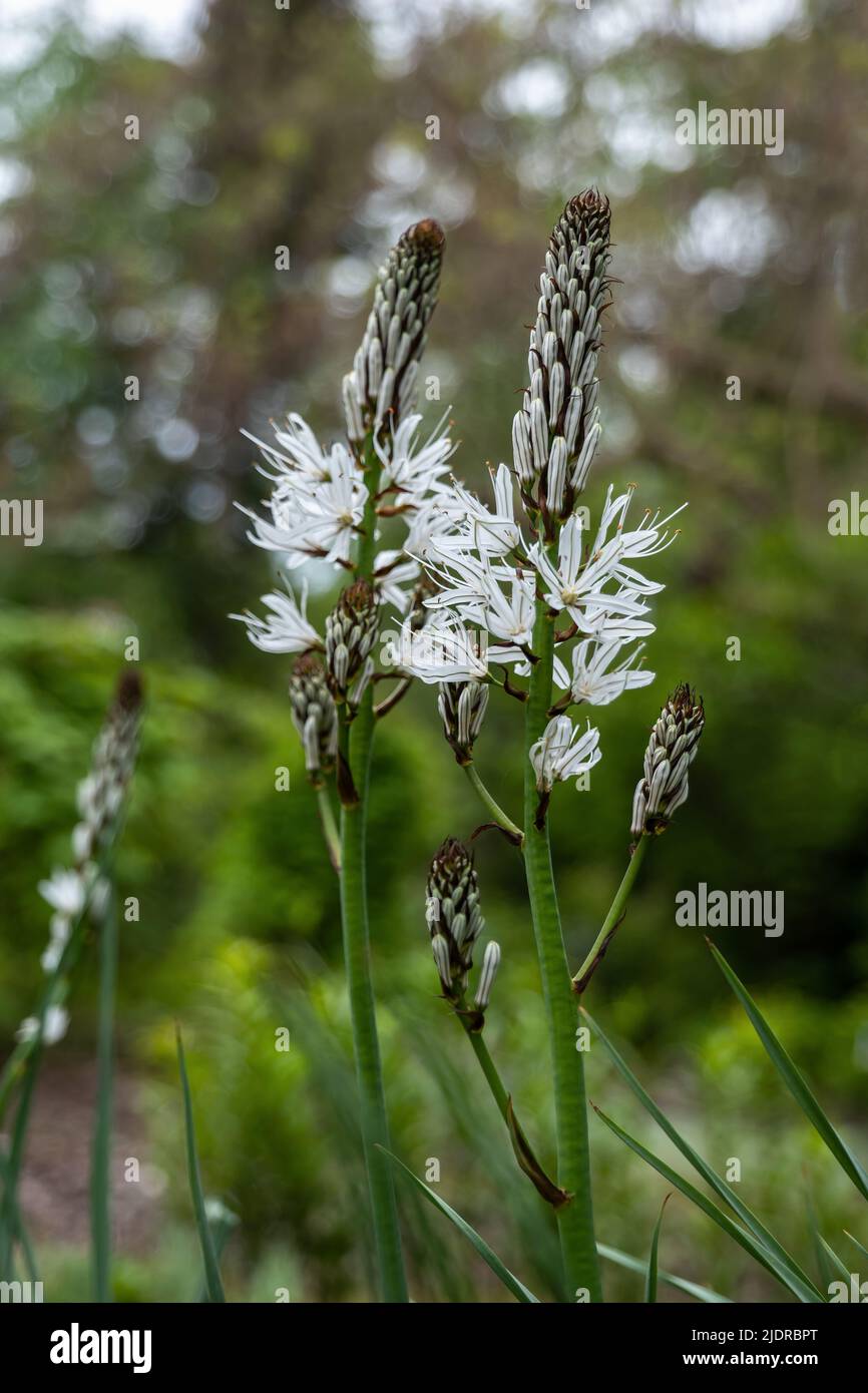 Usine d'autobus d'Asphodelus. Fleurs et bourgeons d'asphodel blancs, plante herbacée vivace de la famille des Asphodelaceae. Banque D'Images