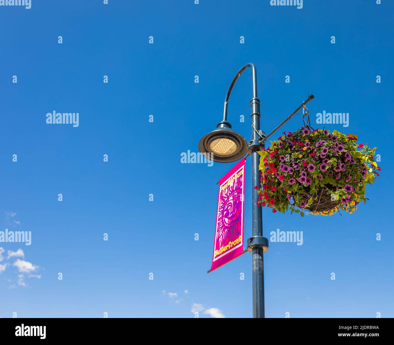 Paniers de fleurs suspendus pétunia sur balcon. Pétunia fleur en plante ornementale. Banque D'Images