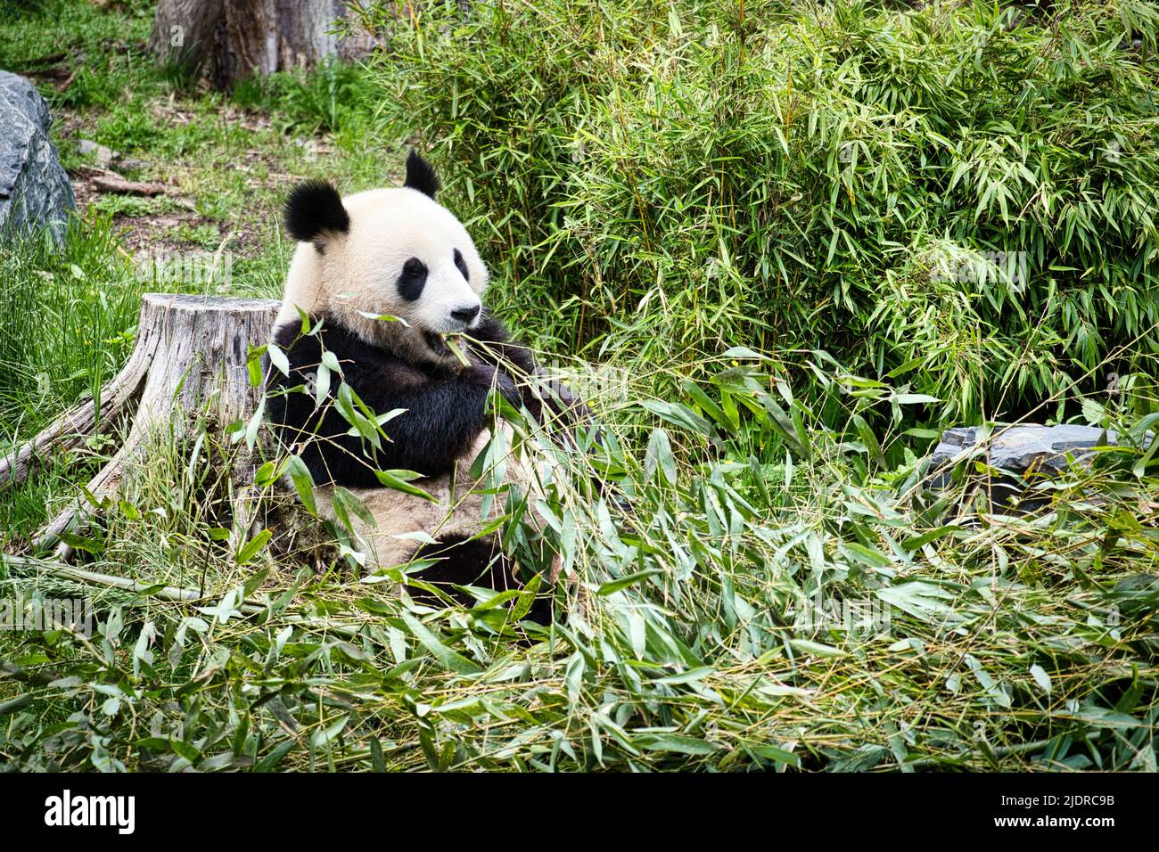 grand panda assis manger du bambou. Espèces en voie de disparition. Un mammifère noir et blanc qui ressemble à un ours en peluche. Photo profonde d'un ours rare. Banque D'Images