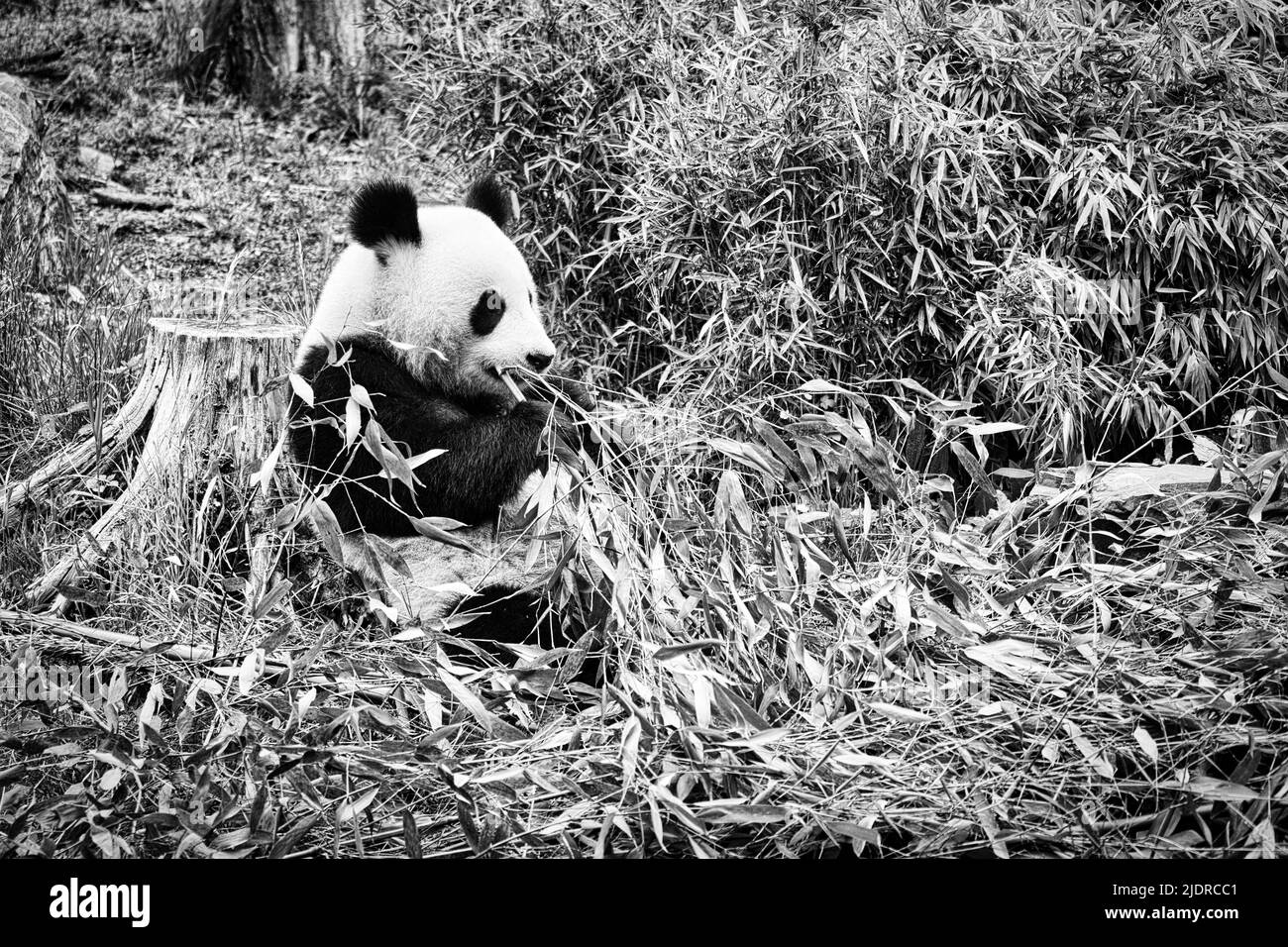 grand panda en noir et blanc, assis mangeant du bambou. Espèces en voie de disparition. Un mammifère noir et blanc qui ressemble à un ours en peluche. Photo profonde d'un bea rare Banque D'Images