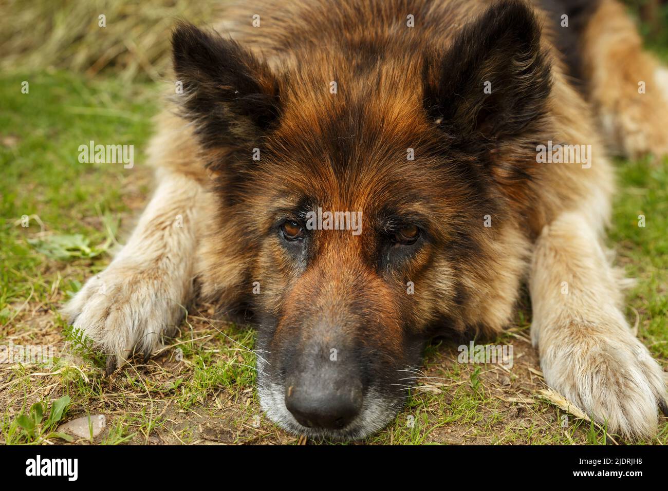 berger allemand. Triste chien est sur le sol et regarde malheureusement la caméra. Banque D'Images