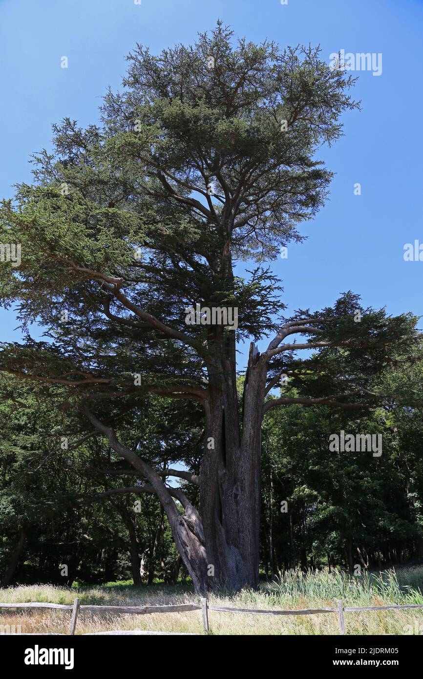 Grand cèdre du Liban (Cedrus libani), Painshill Park, Cobham, Surrey, Angleterre, Grande-Bretagne, Royaume-Uni, Europe Banque D'Images