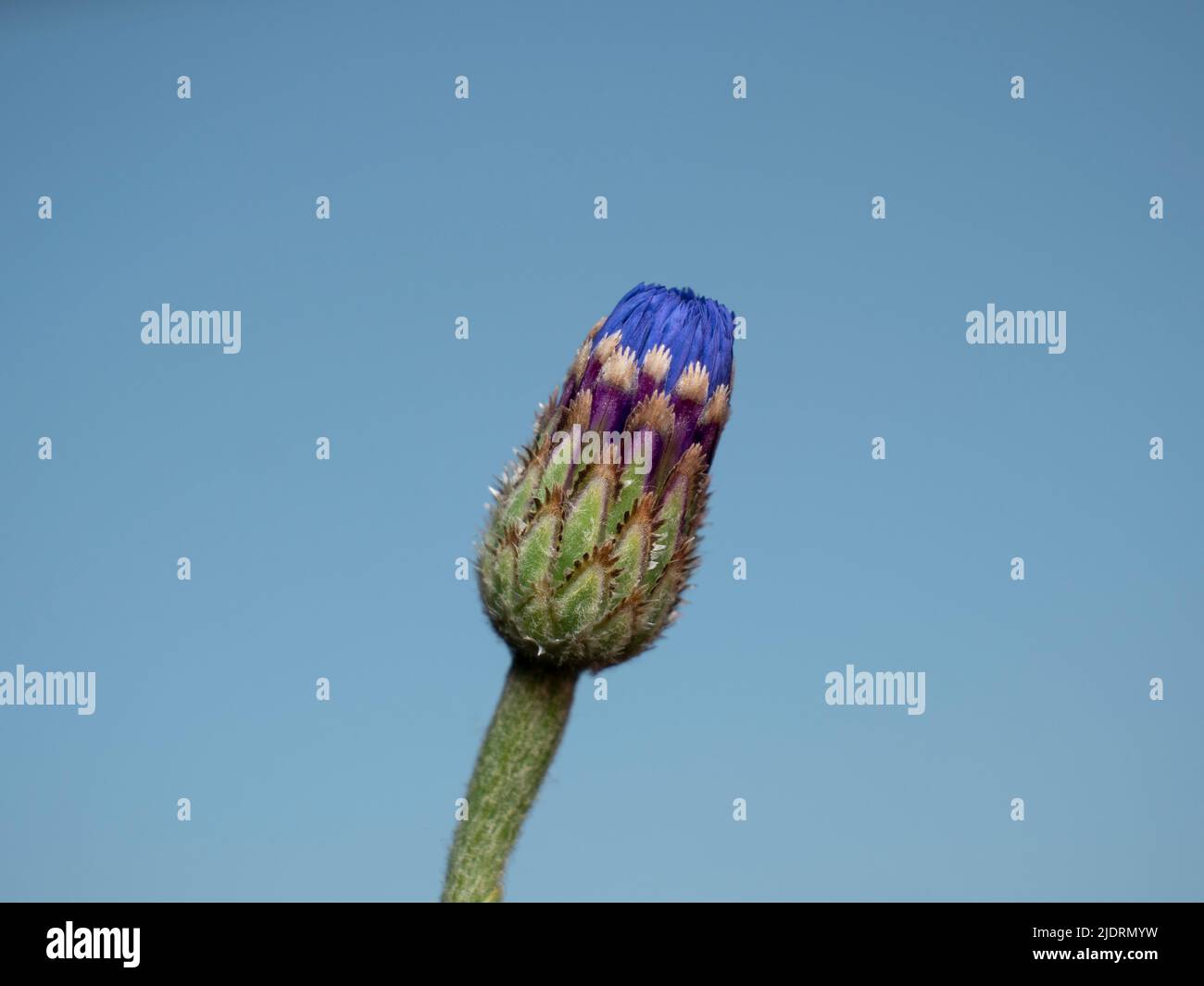 Le bourgeon de la fleur de maïs bleu sauvage avec un fond bleu vif, et avec le nom latin Centaurea cyanus Banque D'Images