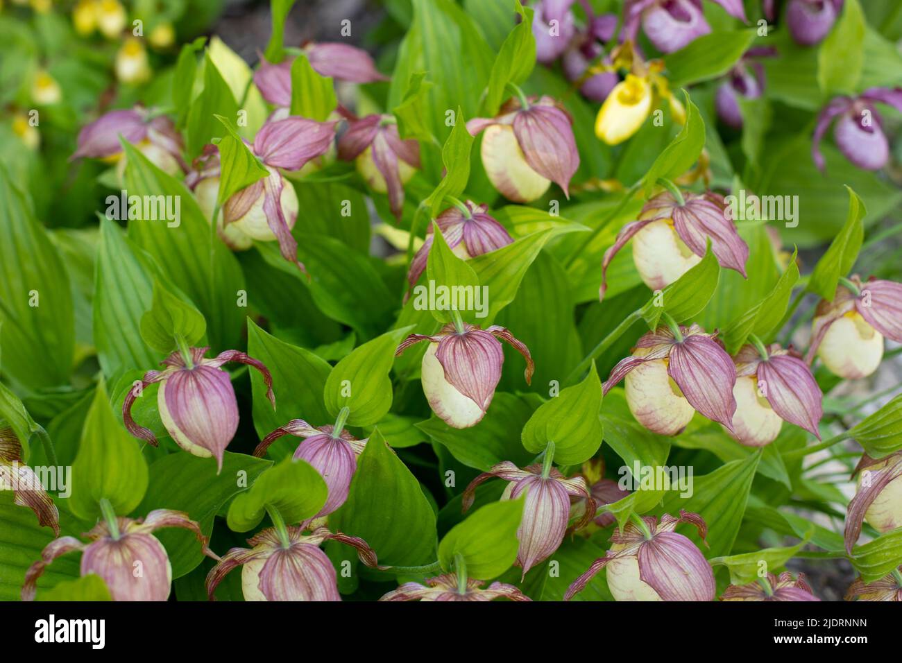 Cypripedium Orchidaceae Blossom est une magnifique fleur. Cypripedium fleurir dans la nature photographie horizontale Banque D'Images