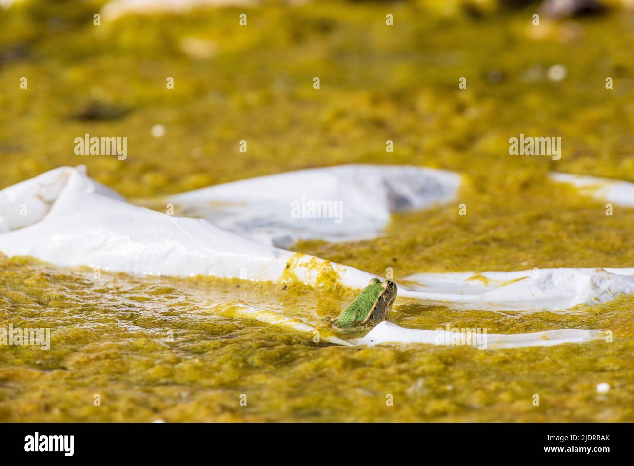 Le plastique partout, le problème environnemental. Grenouille en feuille de plastique à l'étang. Déchets, déchets, pollution à long terme Banque D'Images