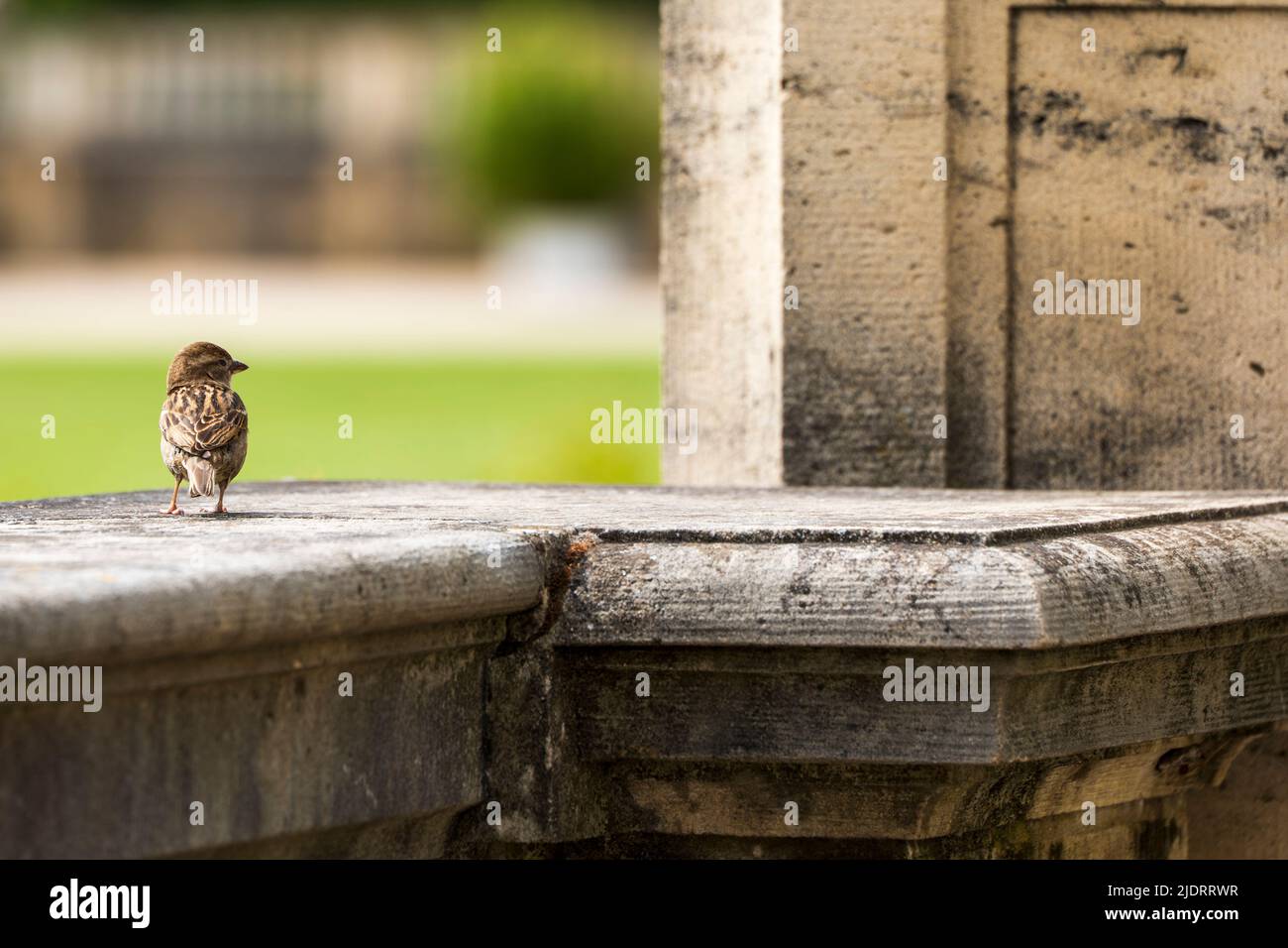 petit moineau se trouve sur une grande balustrade baroque en pierre Banque D'Images