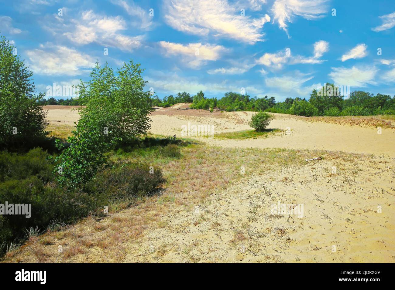 Beau paysage hollandais, dérive dunes plateau, arbres de forêt verte, ciel bleu d'été nuages moelleux - Maasduinen NP, pays-Bas Banque D'Images