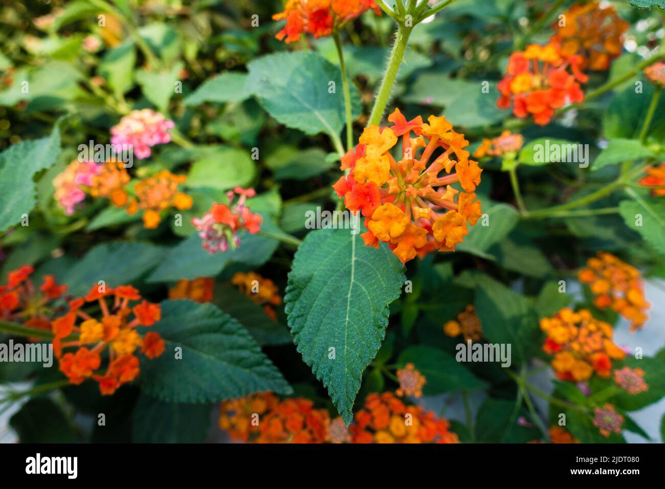 Fleur et graines de Lantana camara, la lantana commune est une espèce de plante à fleurs dans la famille des Verbena Verbenaceae, indigène aux tropi américains Banque D'Images