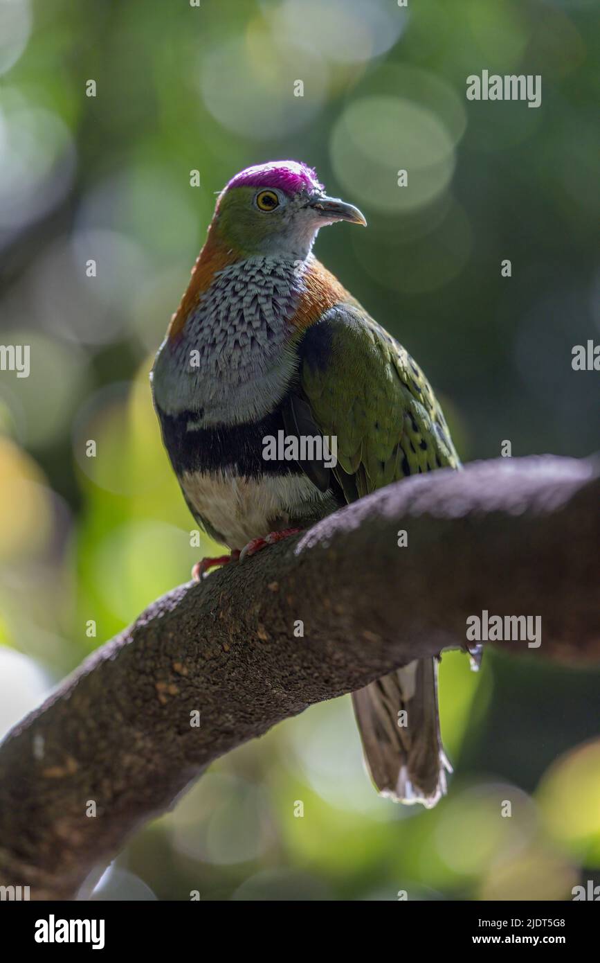 Superbe colombe de fruits mâle, Ptilinopus superbus, également connu sous le nom de colombe de fruits à couronne violette, magnifiquement multicolore, perché sur une branche d'arbre. Banque D'Images