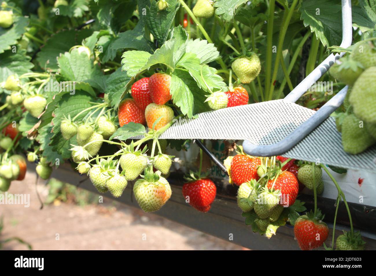 Cueillette de fraises à Rectory Farm, Oxfordshire. Cueillette de fruits Banque D'Images