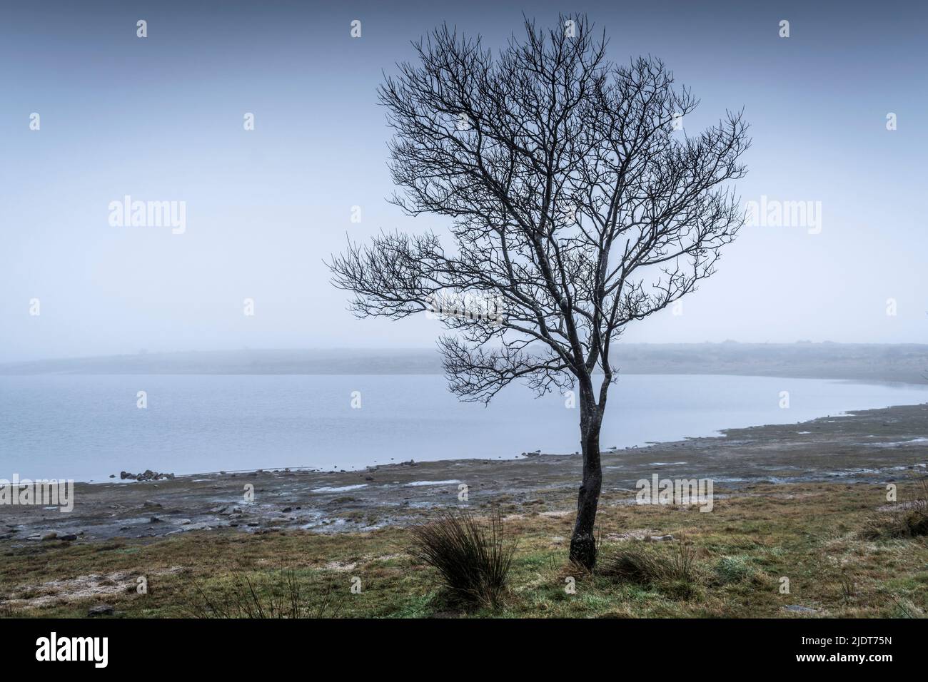 Temps humide brumeux sur un arbre solitaire qui pousse sur la rive sauvage sombre du lac Colliford, sur la Moor Bodmin, dans les Cornouailles. Banque D'Images