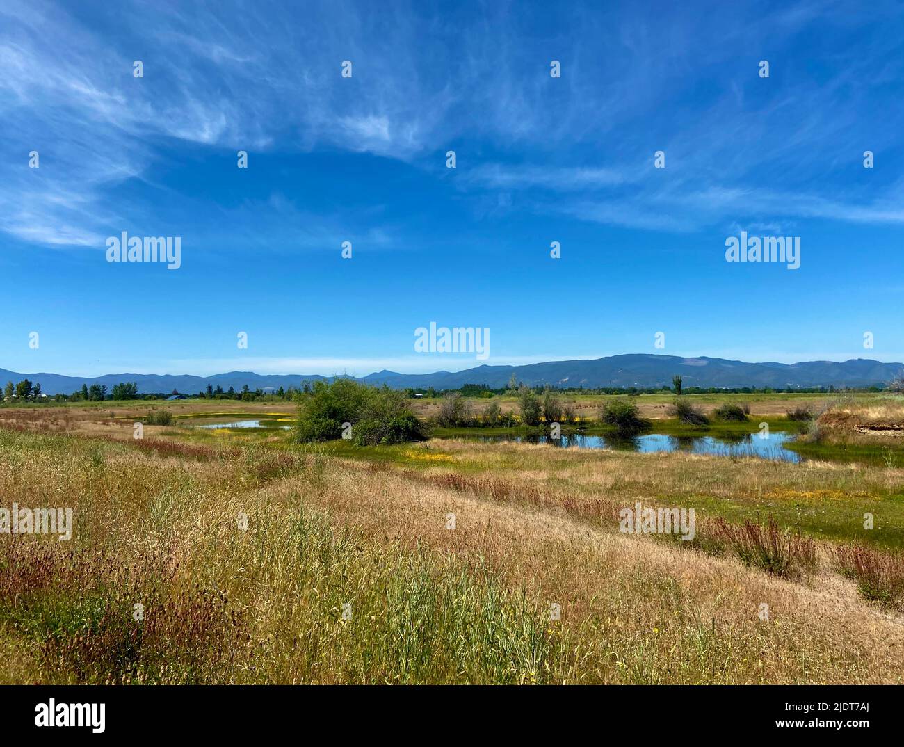 Scène pittoresque d'un petit étang dans un champ ouvert dans le pays avec des fleurs sauvages et un sentier de pied et des nuages wispy dans le sud de l'Oregon, États-Unis. Banque D'Images