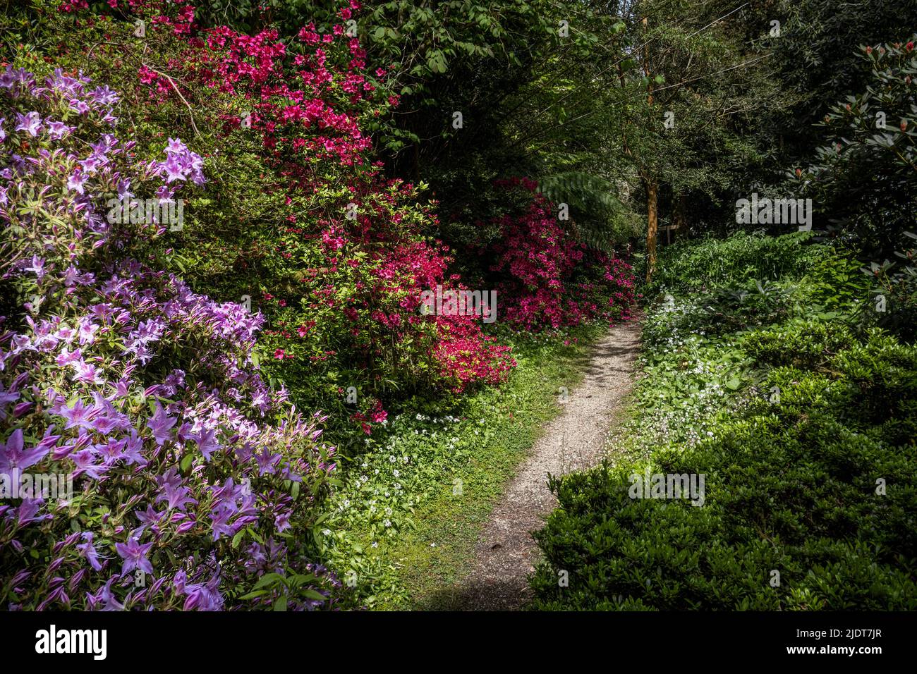 Fleurs des arbustes azalés poussant à côté d'un sentier dans le jardin sauvage subtropical Penjjick à Cornwall.; le jardin Penjerrick est reconnu comme étant des Cornwalls Banque D'Images