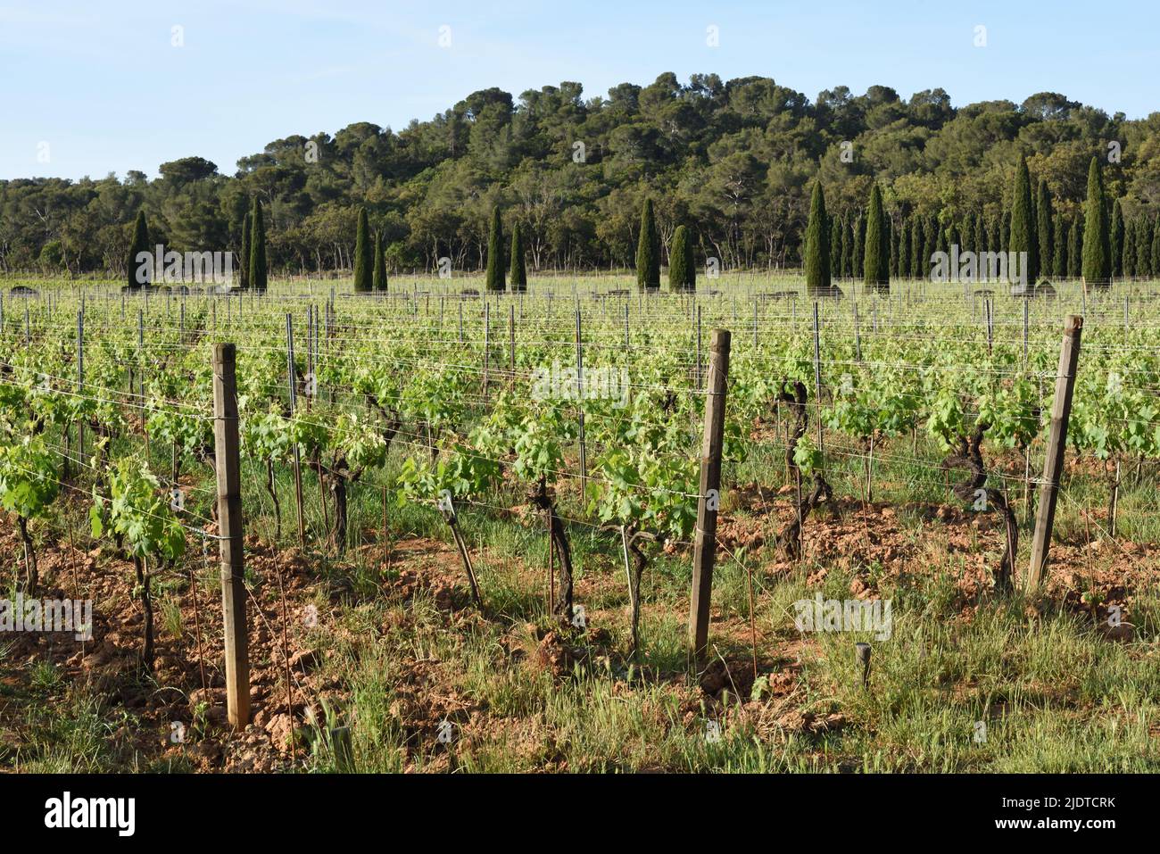 Château Malherbe Vines et vignobles, Côtes de Provence, Bregançon Var Provence France Banque D'Images