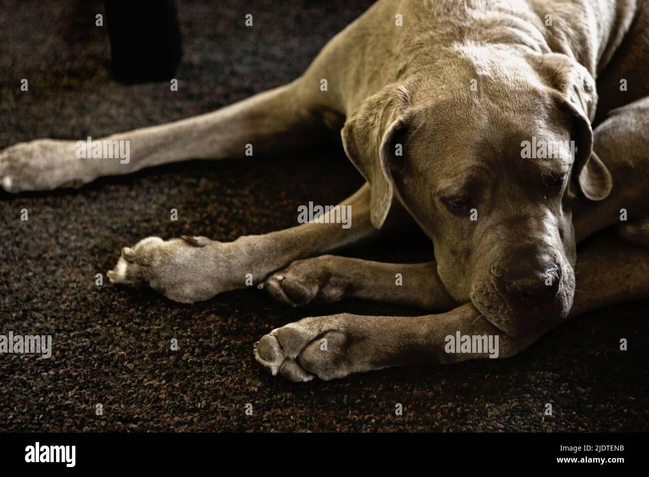 Portrait d'un chien adulte de race pure, un mastiff néopolitain dormant sur un tapis à la maison Banque D'Images