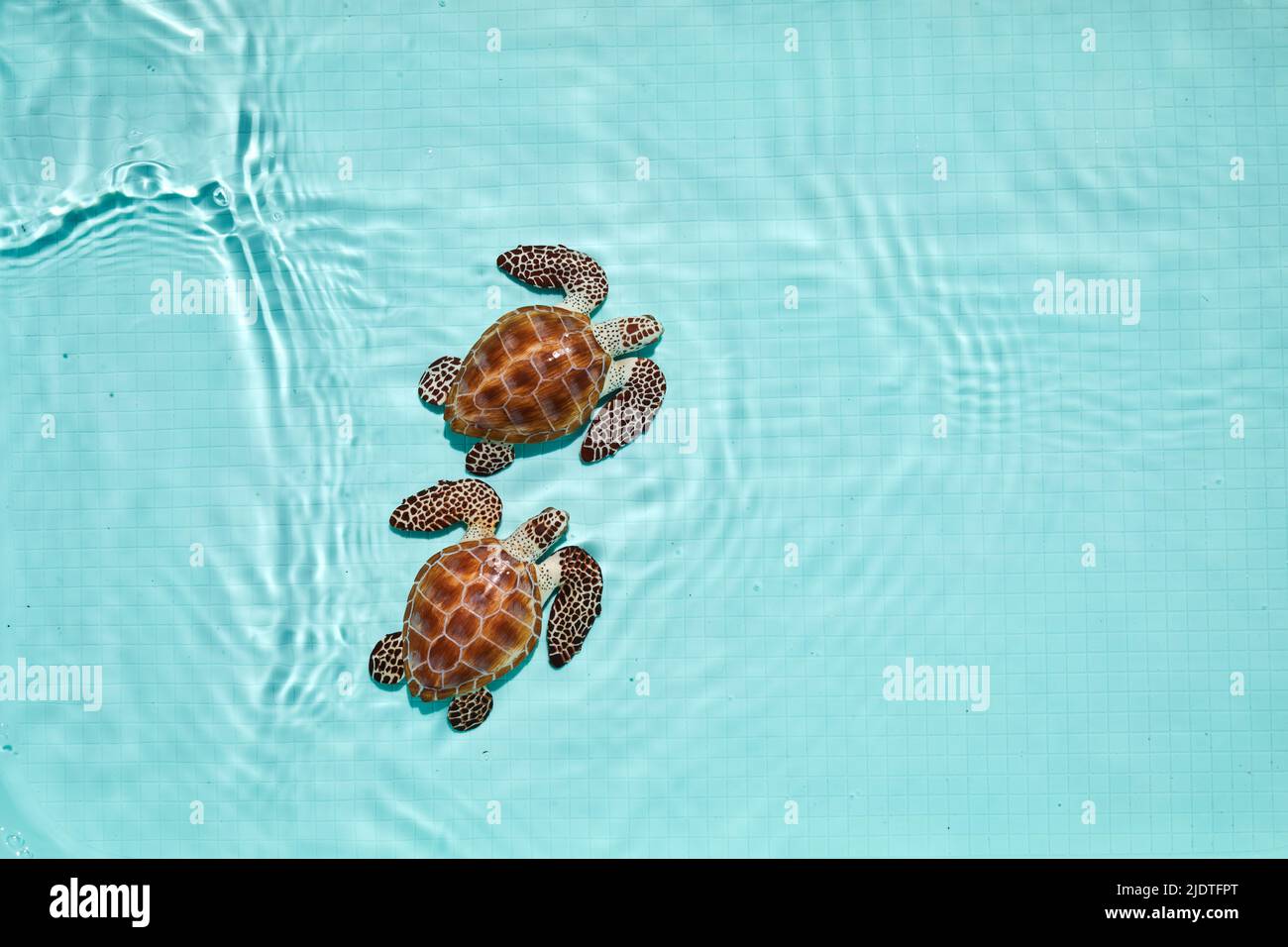 De jolies tortues de mer dans l'eau. Vue de dessus Banque D'Images