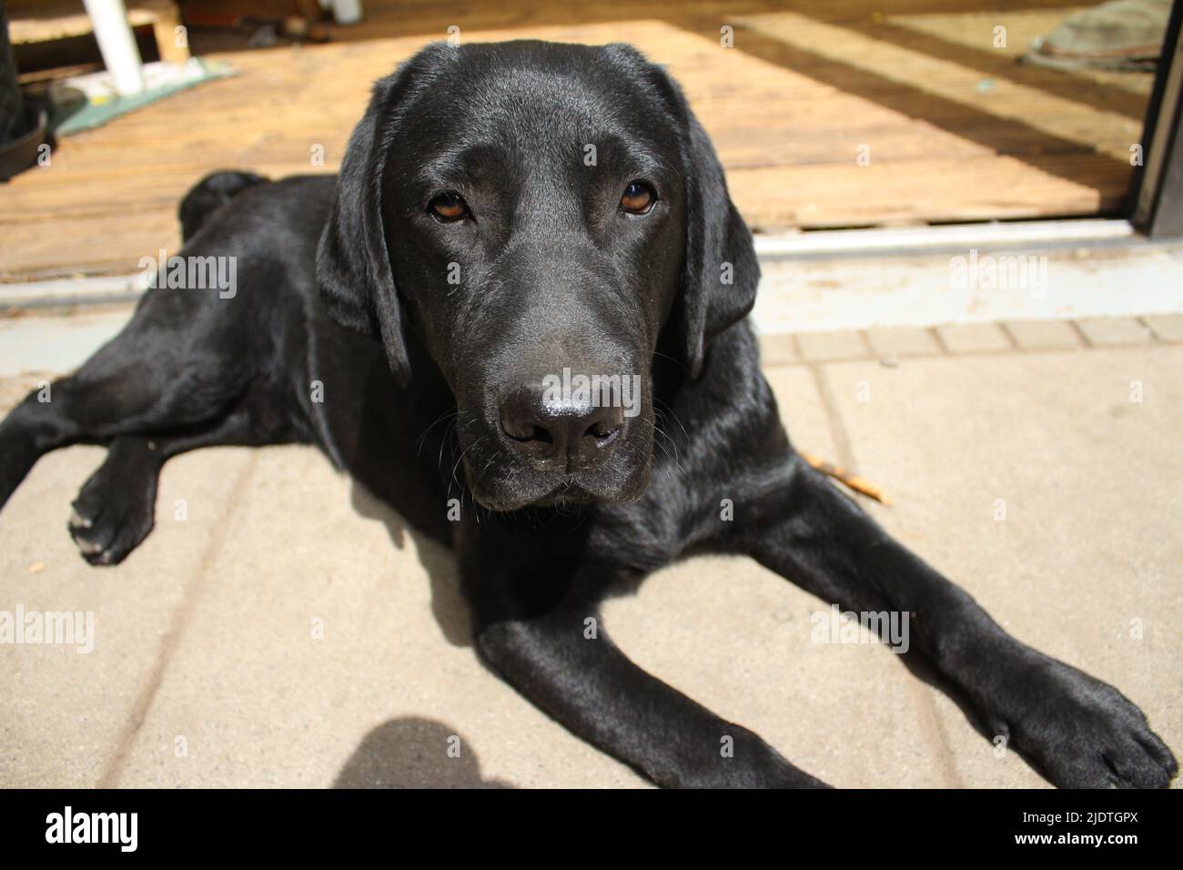 Photographie d'un Labrador retriever noir. Labrador chiot en gros plan. Visage de chien noir, yeux, oreilles, nez, pattes. Animaux dans le jardin. Photographie. Banque D'Images