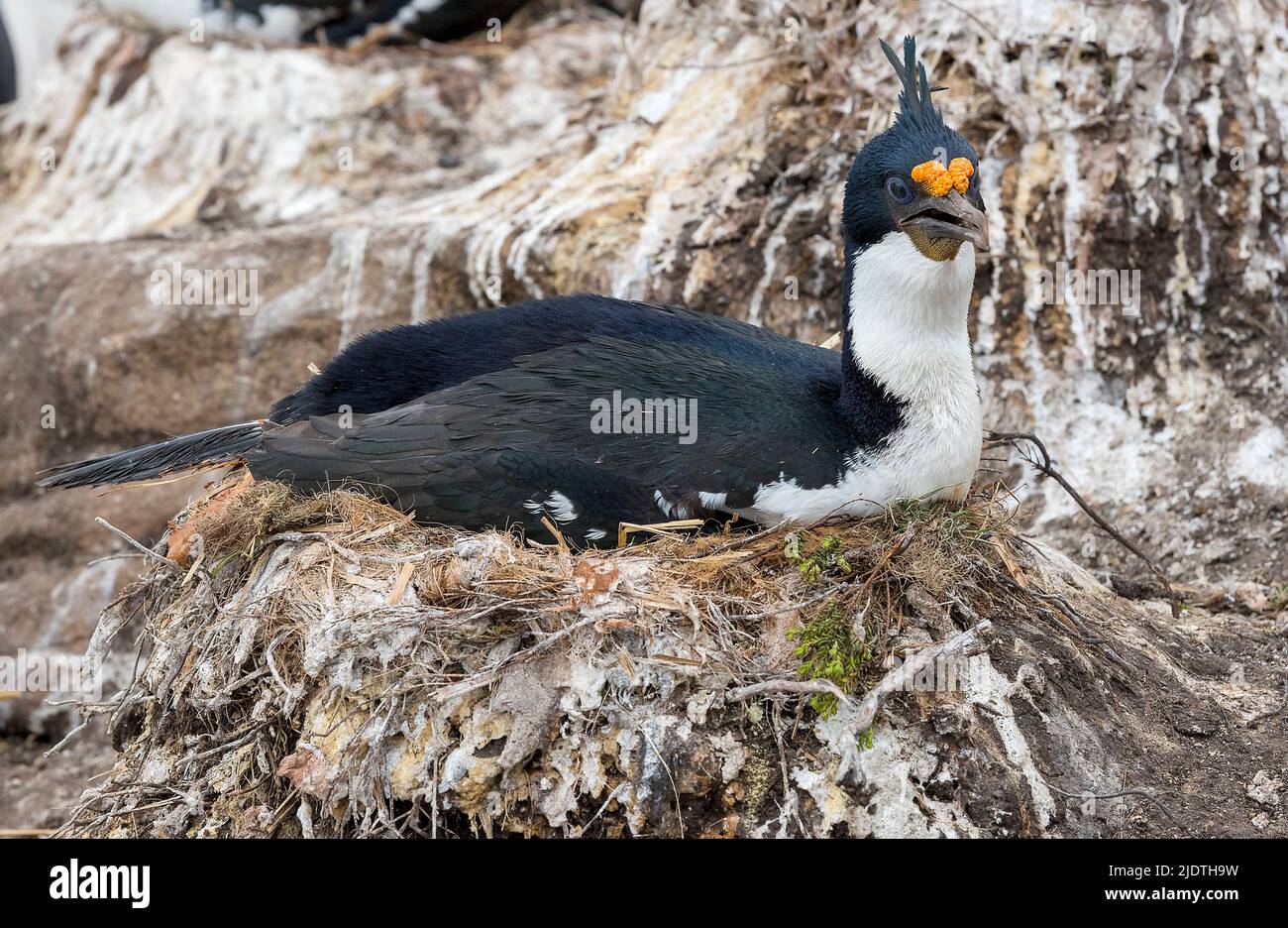 Le cerf impérial (Phalacrocorax atriceps) nichant à l'île de Saunders, dans les îles Falkland Banque D'Images